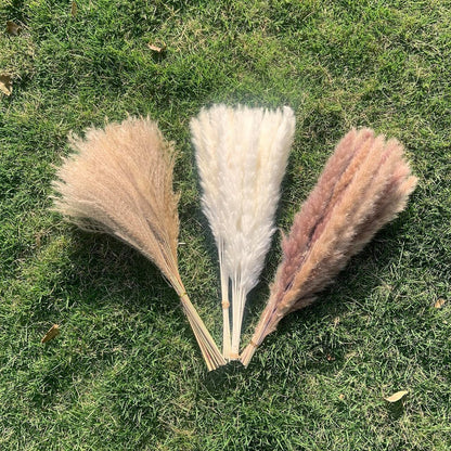 SKY-TOUCH Natural Dried Pampas Grass Bouquet : Brown White Reed Pampas Floral Arrangements Decorations for Home Room Office Party Decor (60PCS)